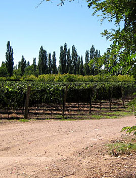 Algodon Wine Estates